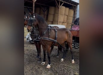 Ungarisches Sportpferd, Wallach, 6 Jahre, 170 cm, Rotbrauner