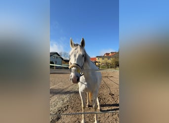 Ungarisches Sportpferd, Wallach, 6 Jahre, 170 cm, Schimmel