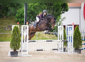 Ungarisches Sportpferd, Wallach, 6 Jahre, 170 cm, Schwarzbrauner