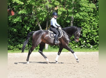 Ungarisches Sportpferd, Wallach, 6 Jahre, 172 cm, Dunkelbrauner