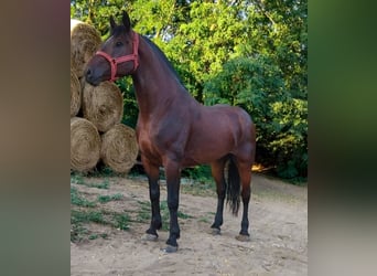Ungarisches Sportpferd Mix, Wallach, 6 Jahre, 173 cm, Brauner
