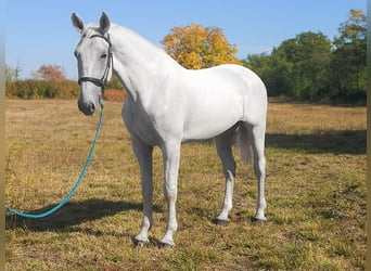 Ungarisches Sportpferd, Wallach, 6 Jahre, 173 cm, Schimmel