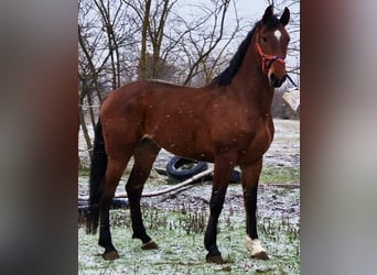 Ungarisches Sportpferd, Wallach, 6 Jahre, 175 cm, Brauner