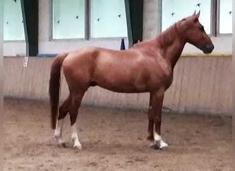 Ungarisches Sportpferd, Wallach, 6 Jahre, 175 cm