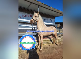 Ungarisches Sportpferd, Wallach, 7 Jahre, 135 cm, Palomino