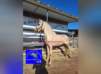 Ungarisches Sportpferd, Wallach, 7 Jahre, 135 cm, Palomino