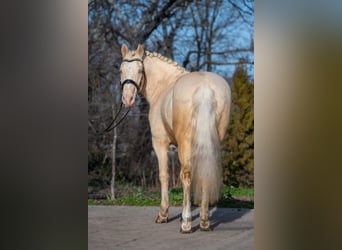 Ungarisches Sportpferd, Wallach, 7 Jahre, 150 cm