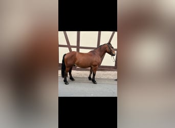 Ungarisches Sportpferd, Wallach, 7 Jahre, 152 cm, Brauner
