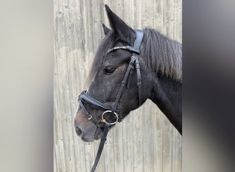 Ungarisches Sportpferd, Wallach, 7 Jahre, 152 cm, Rappschimmel
