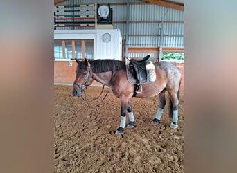 Ungarisches Sportpferd Mix, Wallach, 7 Jahre, 155 cm, Rotschimmel