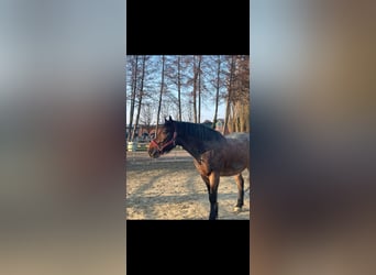 Ungarisches Sportpferd Mix, Wallach, 7 Jahre, 155 cm, Rotschimmel