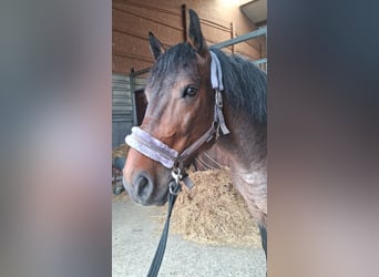 Ungarisches Sportpferd Mix, Wallach, 7 Jahre, 155 cm, Rotschimmel