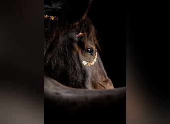 Ungarisches Sportpferd Mix, Wallach, 7 Jahre, 155 cm, Rotschimmel