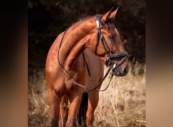 Ungarisches Sportpferd Mix, Wallach, 7 Jahre, 156 cm, Brauner