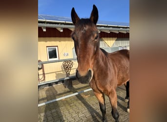 Ungarisches Sportpferd, Wallach, 7 Jahre, 160 cm, Brauner