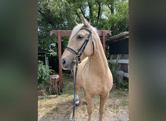 Ungarisches Sportpferd, Wallach, 7 Jahre, 160 cm, Palomino