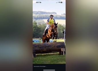 Ungarisches Sportpferd, Wallach, 7 Jahre, 163 cm, Fuchs