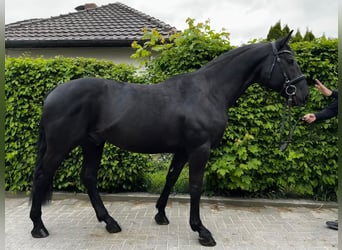 Ungarisches Sportpferd, Wallach, 7 Jahre, 164 cm, Rappe