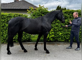 Ungarisches Sportpferd, Wallach, 7 Jahre, 164 cm, Rappe