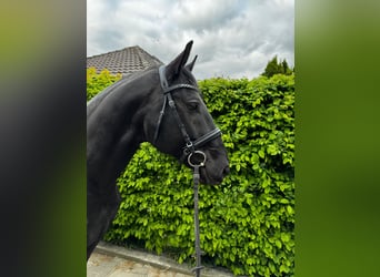 Ungarisches Sportpferd, Wallach, 7 Jahre, 164 cm, Rappe