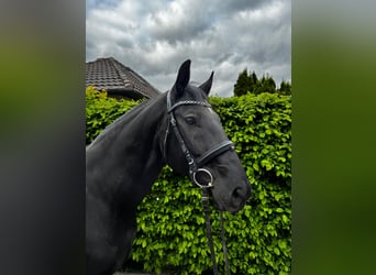 Ungarisches Sportpferd, Wallach, 7 Jahre, 164 cm, Rappe