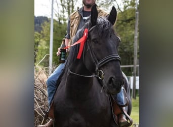 Ungarisches Sportpferd Mix, Wallach, 7 Jahre, 164 cm, Rappe