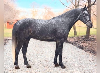 Ungarisches Sportpferd Mix, Wallach, 7 Jahre, 165 cm, Apfelschimmel