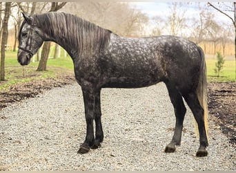Ungarisches Sportpferd Mix, Wallach, 7 Jahre, 165 cm, Apfelschimmel