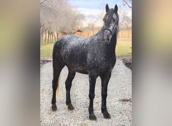 Ungarisches Sportpferd Mix, Wallach, 7 Jahre, 165 cm, Apfelschimmel
