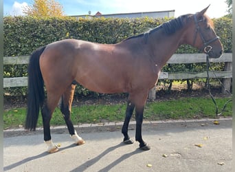 Ungarisches Sportpferd, Wallach, 7 Jahre, 165 cm, Brauner