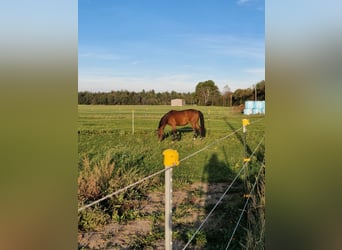 Ungarisches Sportpferd, Wallach, 7 Jahre, 165 cm, Brauner