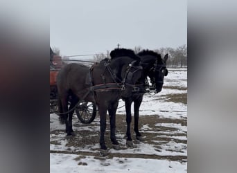 Ungarisches Sportpferd, Wallach, 7 Jahre, 165 cm, Rappe