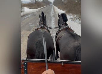 Ungarisches Sportpferd, Wallach, 7 Jahre, 165 cm, Rappe