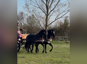 Ungarisches Sportpferd, Wallach, 7 Jahre, 165 cm, Rappe