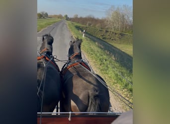 Ungarisches Sportpferd, Wallach, 7 Jahre, 165 cm, Rappe