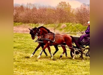 Ungarisches Sportpferd, Wallach, 7 Jahre, 165 cm, Rotbrauner