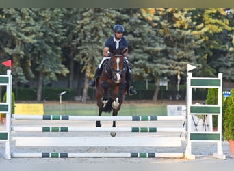 Ungarisches Sportpferd, Wallach, 7 Jahre, 165 cm, Rotbrauner