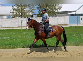 Ungarisches Sportpferd, Wallach, 7 Jahre, 165 cm, Rotbrauner