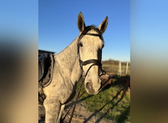 Ungarisches Sportpferd, Wallach, 7 Jahre, 165 cm, Schimmel