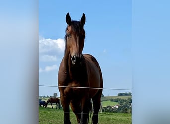 Ungarisches Sportpferd, Wallach, 7 Jahre, 166 cm, Brauner