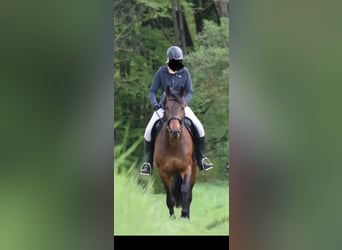 Ungarisches Sportpferd, Wallach, 7 Jahre, 166 cm, Brauner
