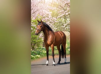 Ungarisches Sportpferd, Wallach, 7 Jahre, 167 cm, Brauner