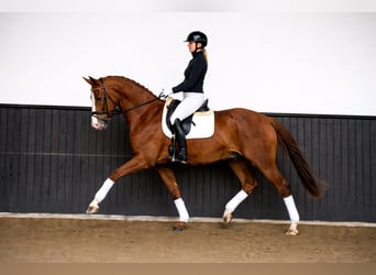 Ungarisches Sportpferd, Wallach, 7 Jahre, 168 cm, Dunkelfuchs