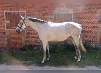 Ungarisches Sportpferd, Wallach, 7 Jahre, 168 cm