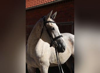 Ungarisches Sportpferd, Wallach, 7 Jahre, 168 cm