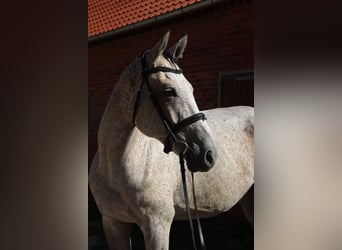 Ungarisches Sportpferd, Wallach, 7 Jahre, 168 cm