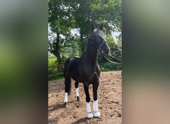 Ungarisches Sportpferd, Wallach, 7 Jahre, 168 cm, Rappe