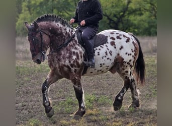 Ungarisches Sportpferd, Wallach, 7 Jahre, 169 cm, Tigerschecke