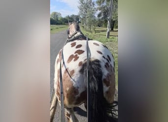 Ungarisches Sportpferd, Wallach, 7 Jahre, 169 cm, Tigerschecke