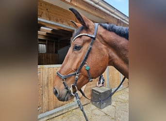 Ungarisches Sportpferd, Wallach, 7 Jahre, 170 cm, Brauner